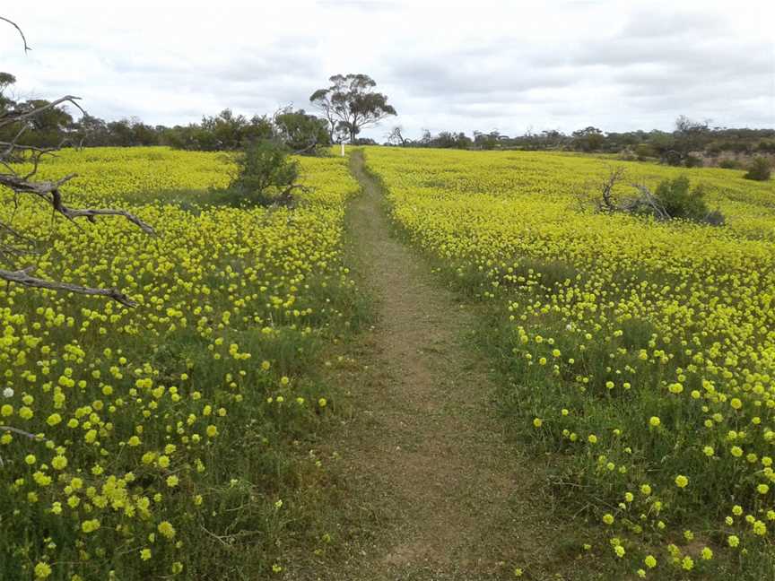 Coalseam Conservation Park