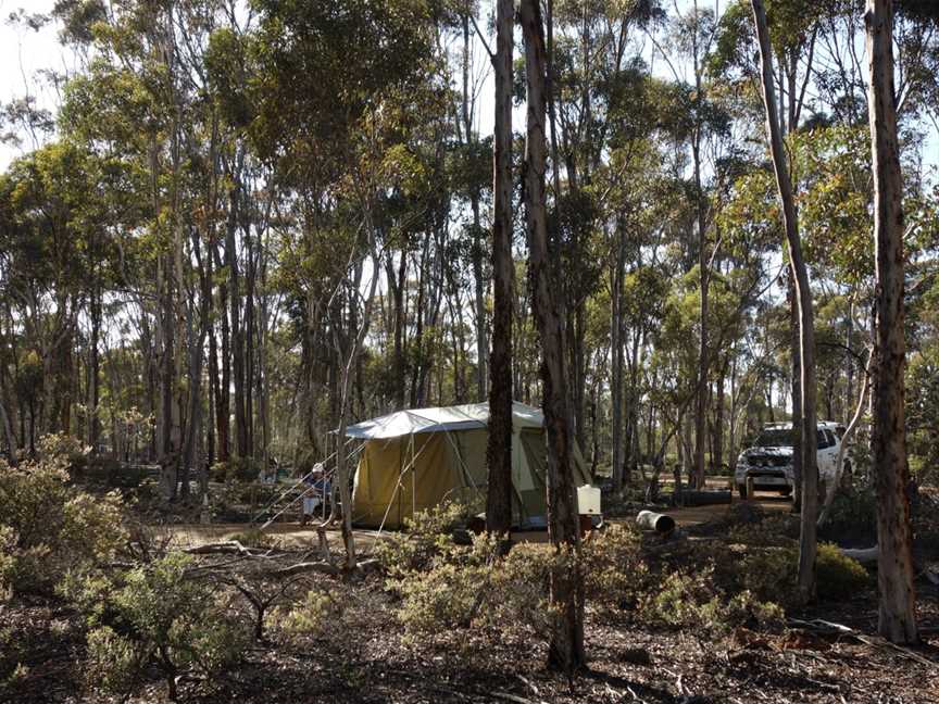 Dryandra Woodland