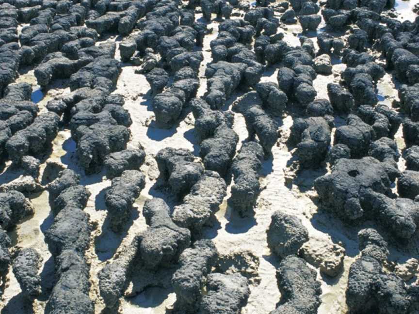 Hamelin Pool Marine Nature Reserve