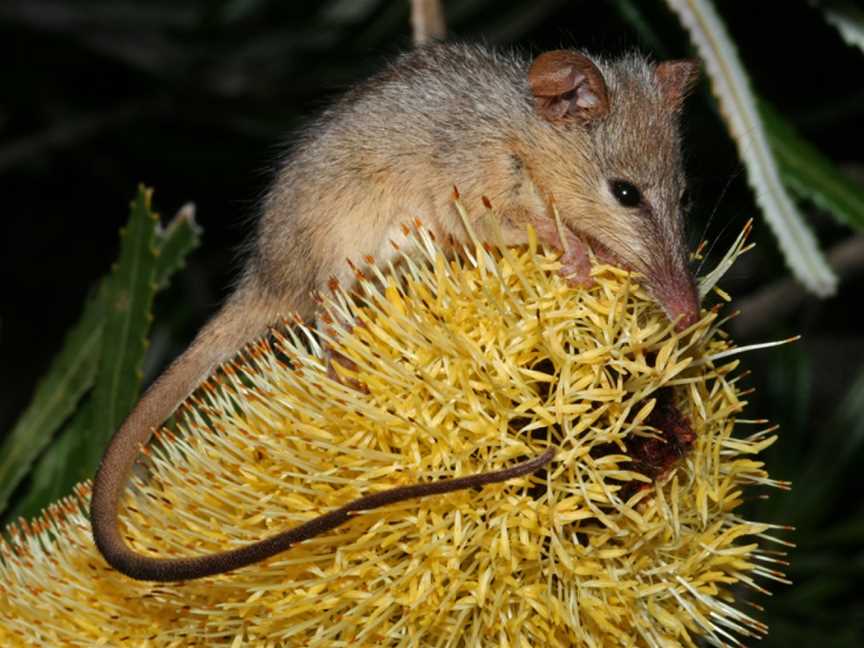 Jandakot Regional Park