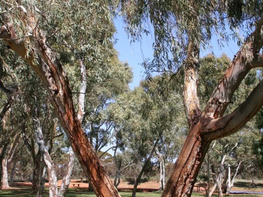 Kalgoorlie Arboretum