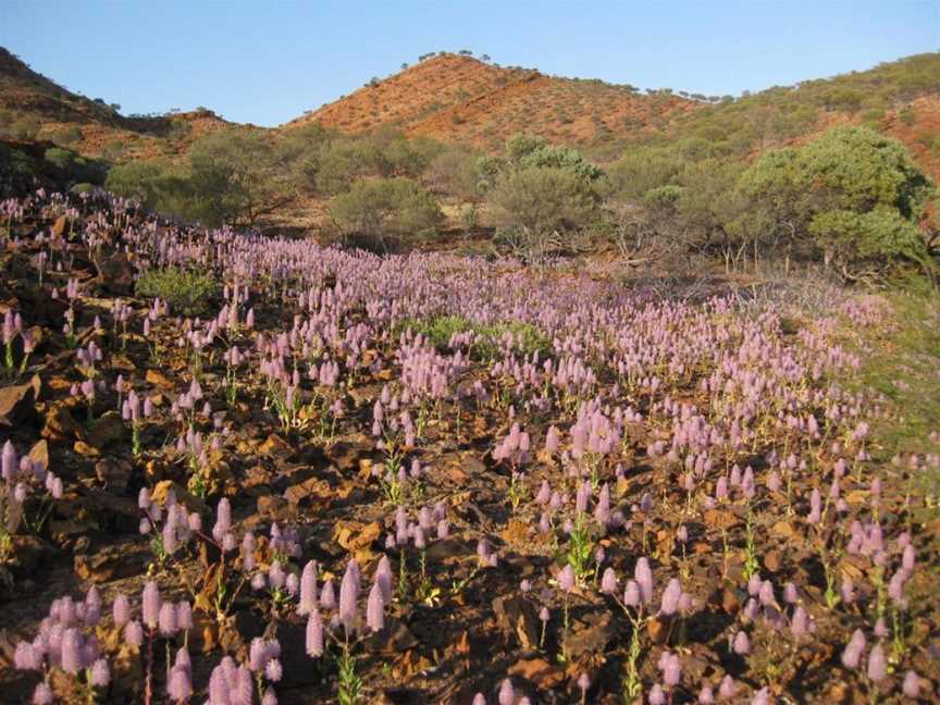 Kennedy Range National Park