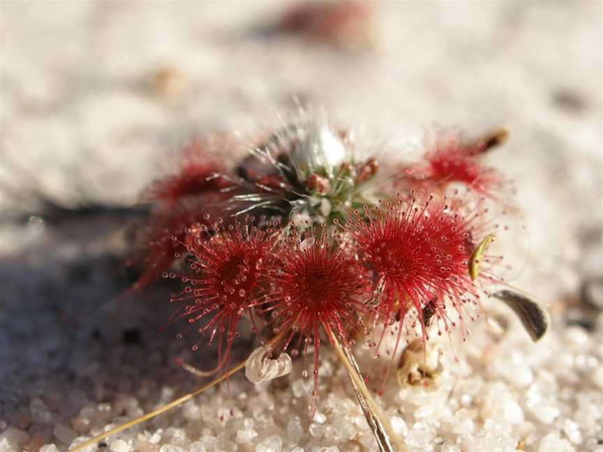 Lesueur National Park