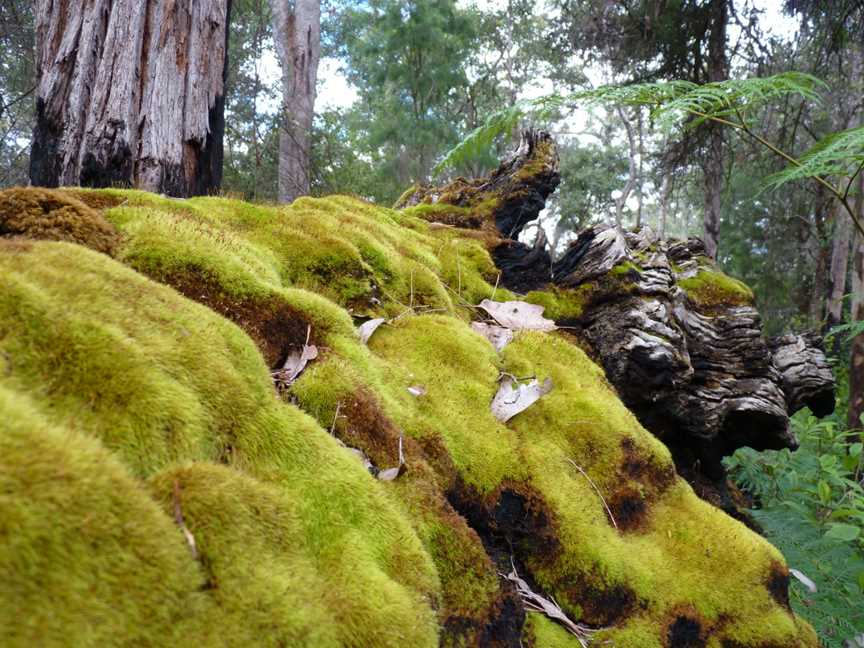 Mount Frankland South National Park