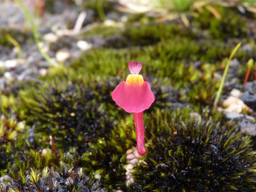 Mount Lindesay National Park