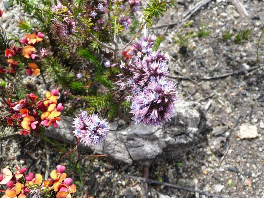 Mount Lindesay National Park