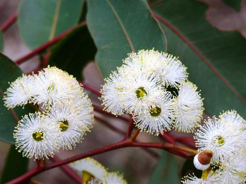 Mount Roe National Park