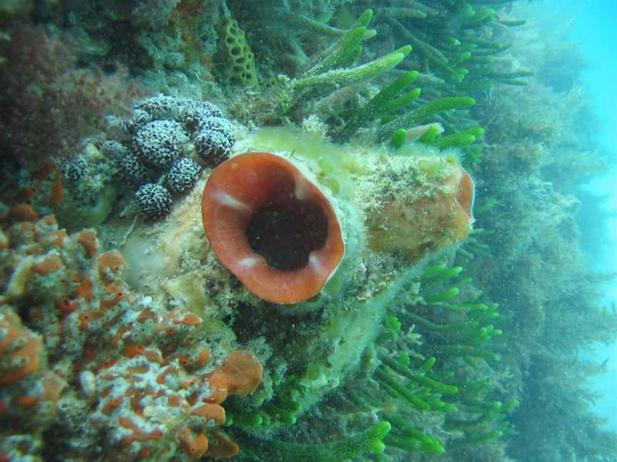 Ngari Capes Marine Park