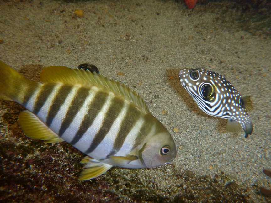 Ngari Capes Marine Park