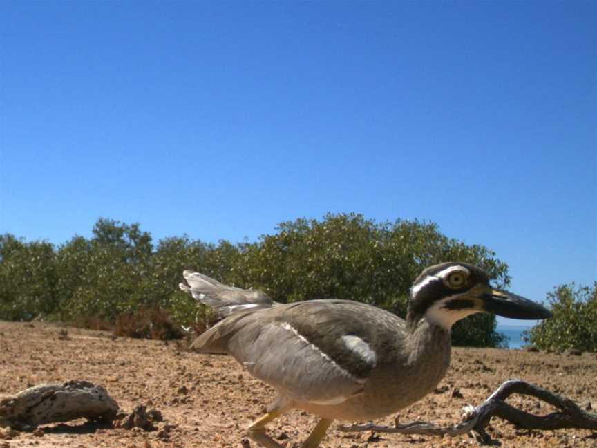 Pilbara inshore islands Nature Reserve