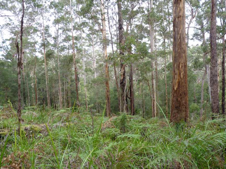 Shannon National Park