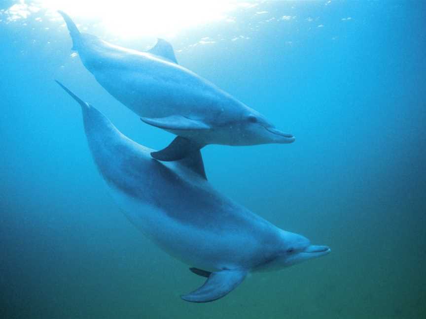 Shoalwater Islands Marine Park