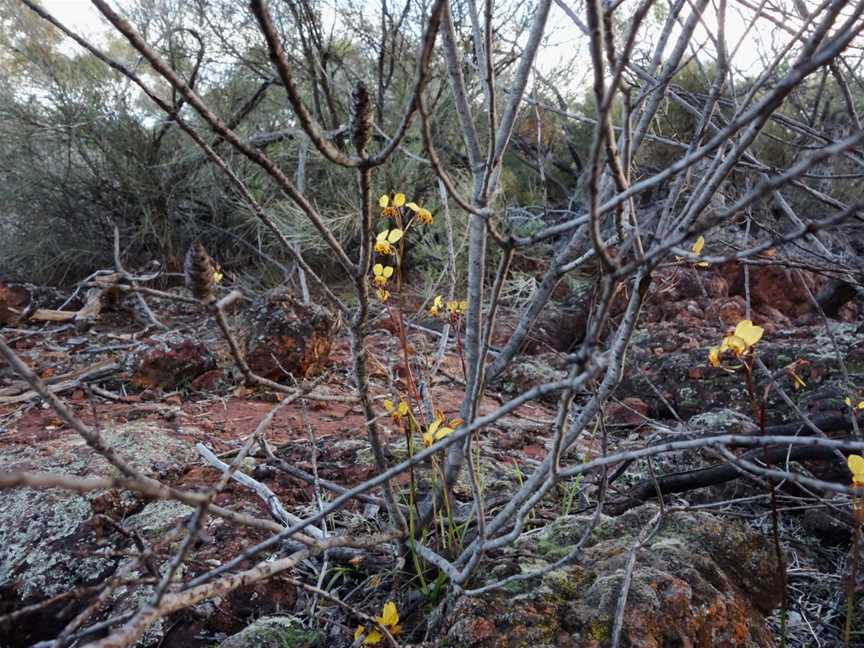 Wongan Hills Nature Reserve