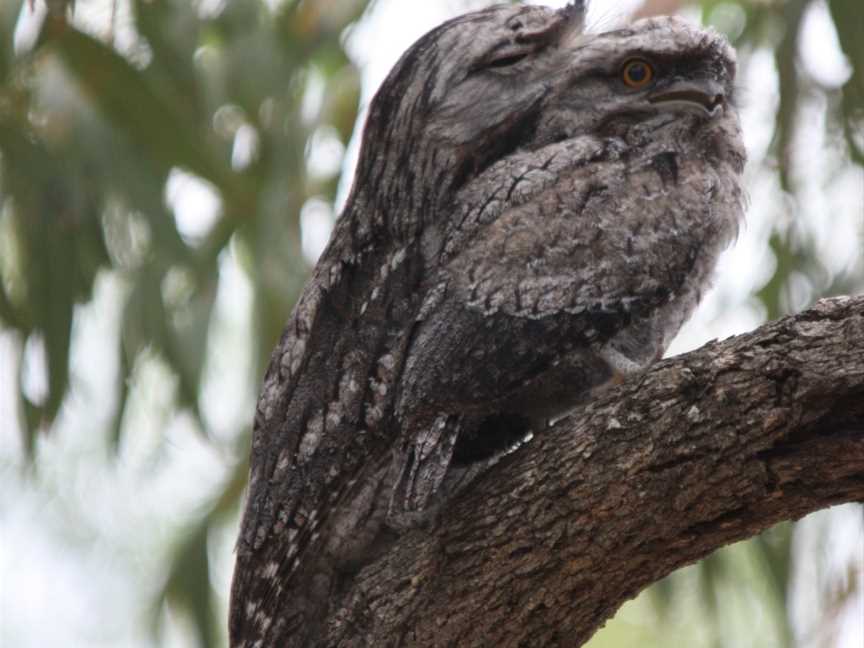 Yanchep National Park