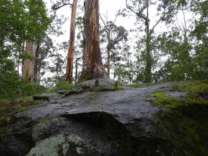 Tree-In-The-Rock