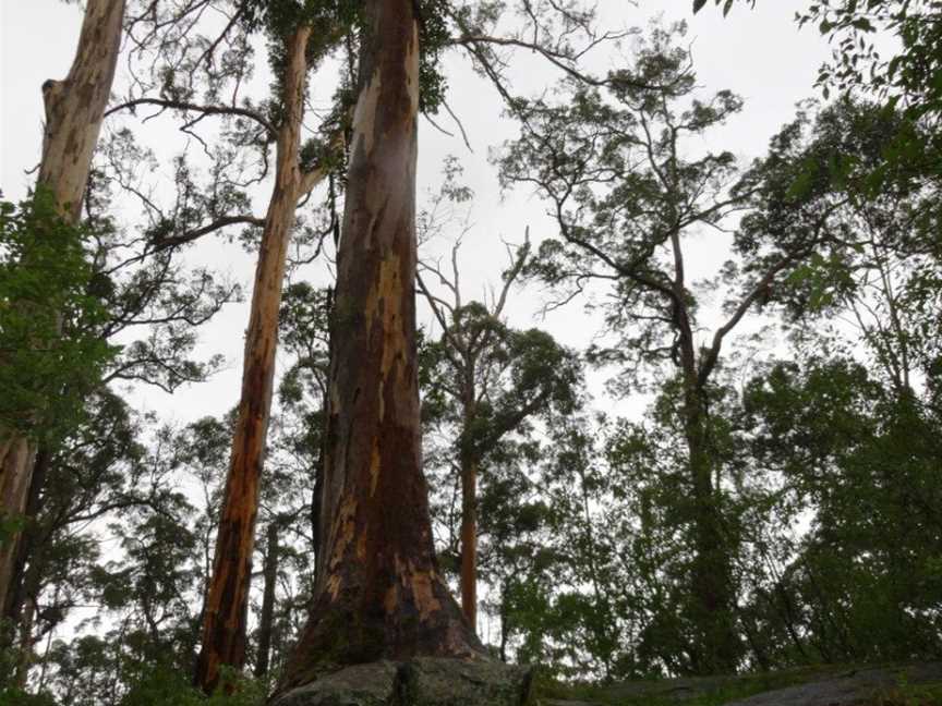 Tree-In-The-Rock