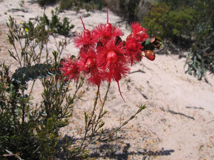 Cockleshell Gully