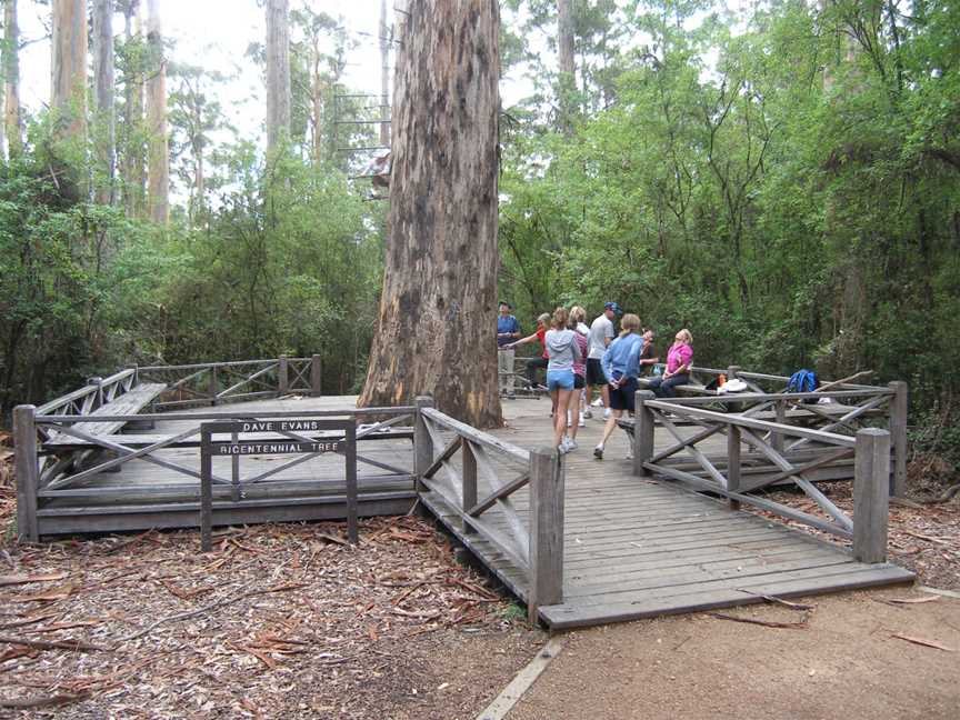 Dave Evans Bicentennial Tree