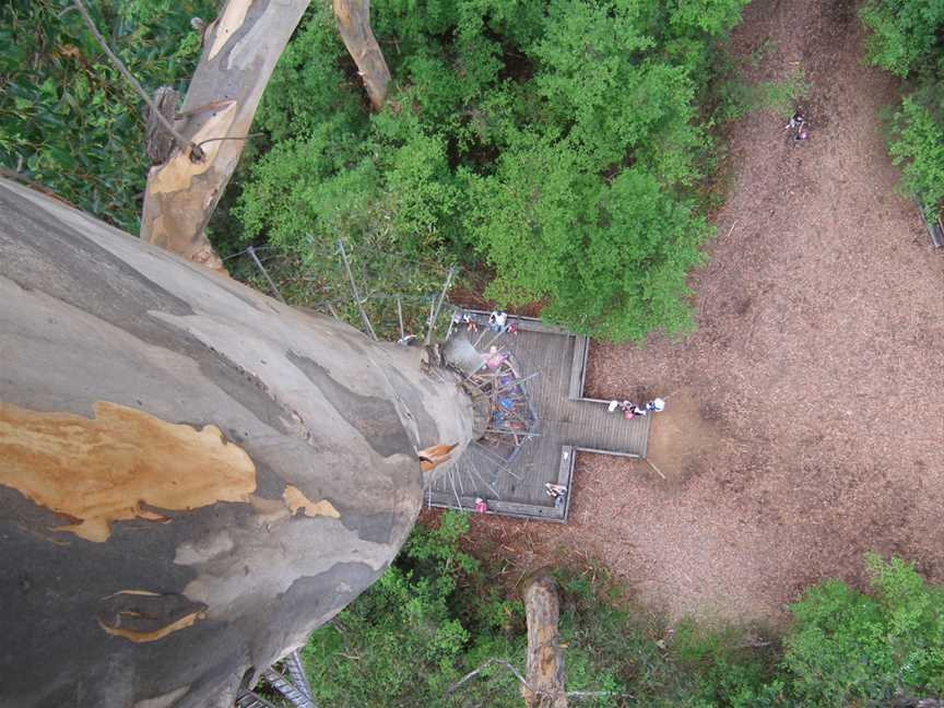 Dave Evans Bicentennial Tree