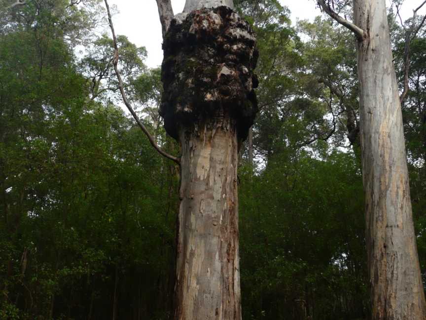 Marianne North Tree