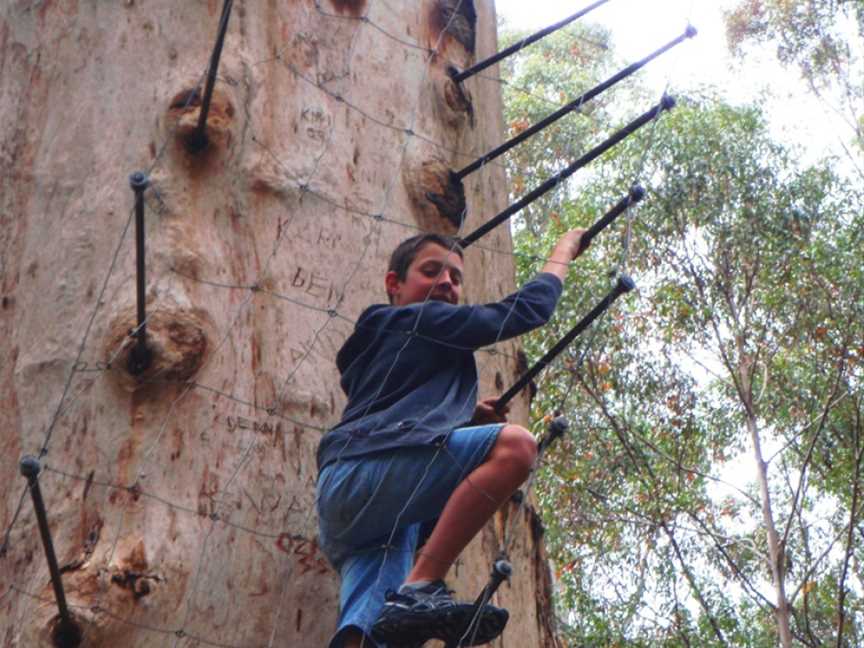 Gloucester Tree