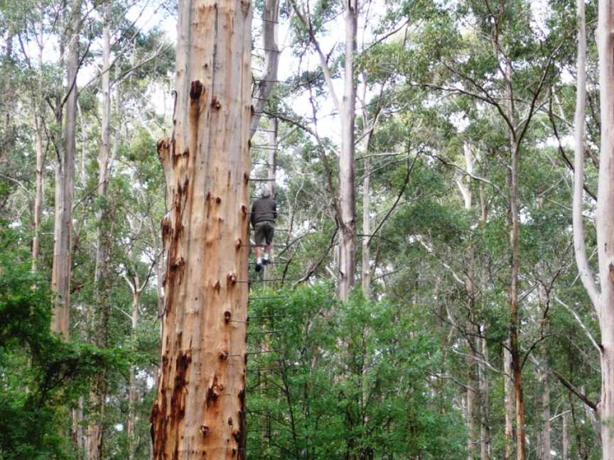 Gloucester Tree