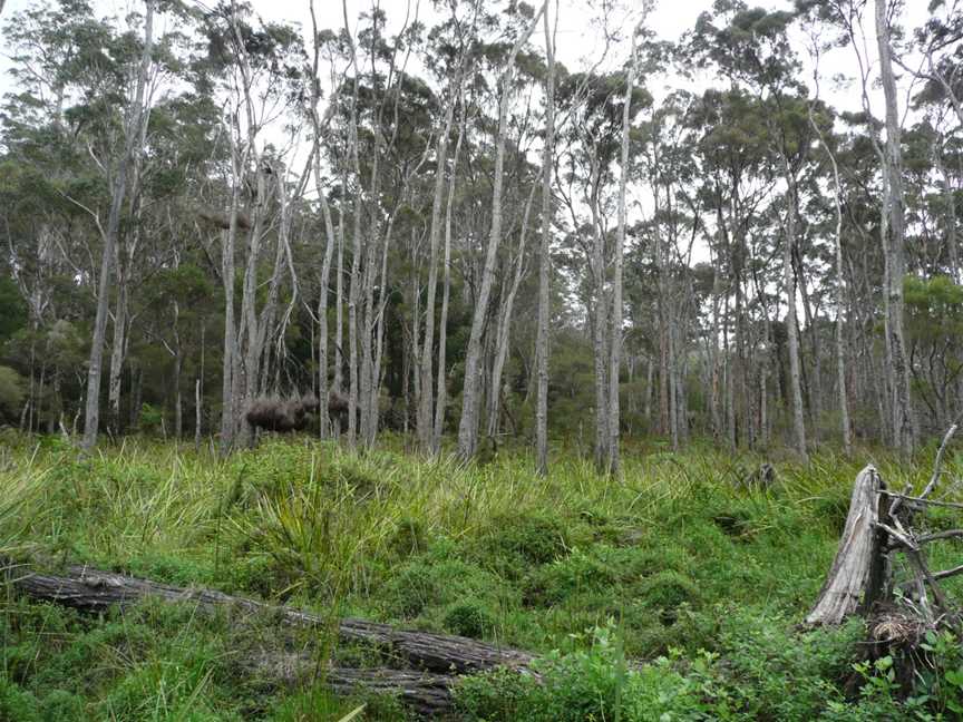 Warren River Cedar