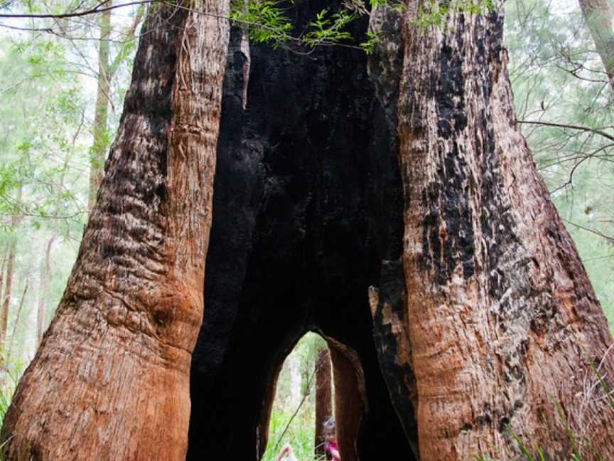 Giant Tingle Tree