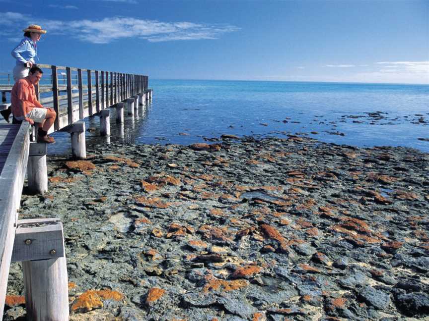 Hamelin Pool Stromatolites