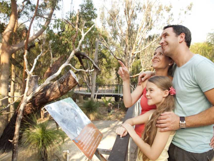 Koala Viewing Area