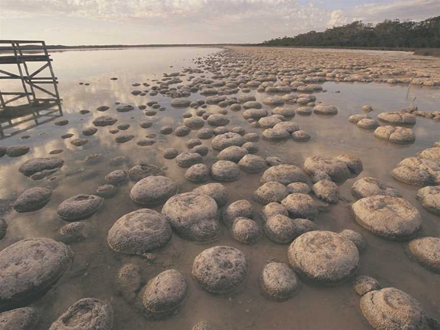 Lake Clifton Thrombolites