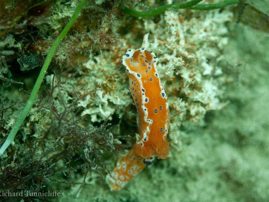 MAAC Dive and Snorkel Trail