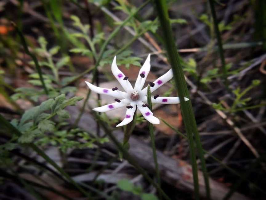 Wildflowers of Toodyay, Tourist attractions in Toodyay