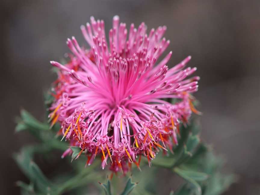 Wildflowers of York, Tourist attractions in York