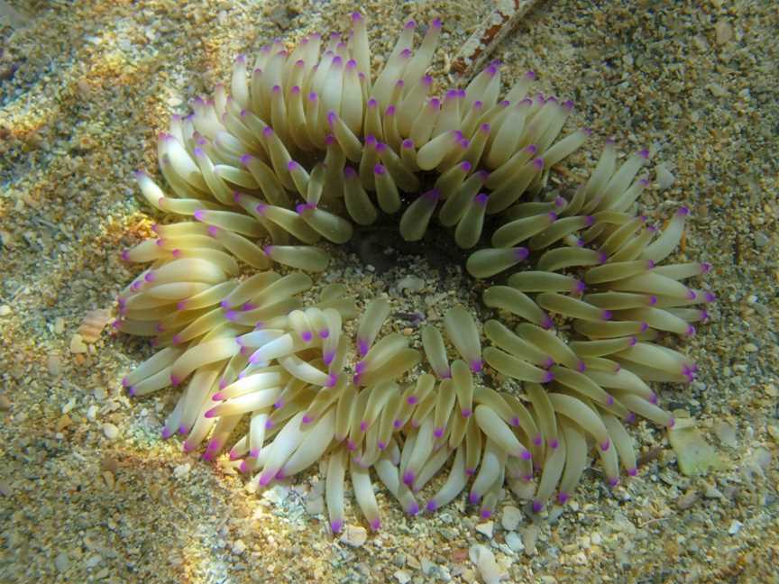 Shoalwater Islands Marine Park