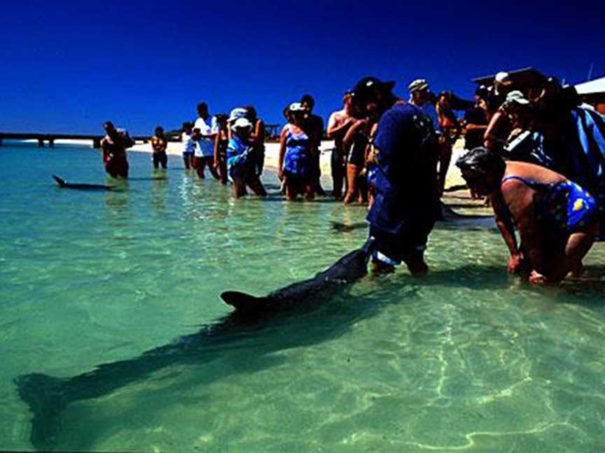 Monkey Mia Dolphins, Tourist attractions in Monkey Mia