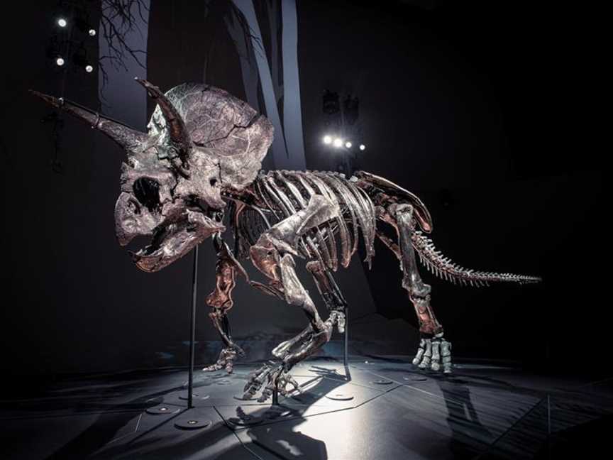 Triceratops: Fate of the Dinosaurs, Carlton, VIC