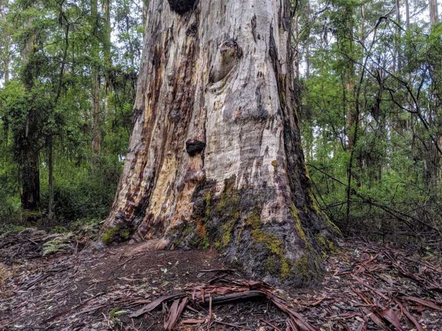 Big Karri, Tourist attractions in Channybearup