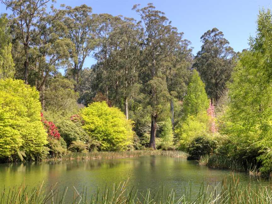 Dandenong Ranges Botanic Garden, Olinda, VIC