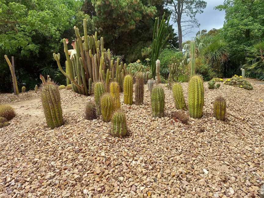 Geelong Botanic Gardens, East Geelong, VIC