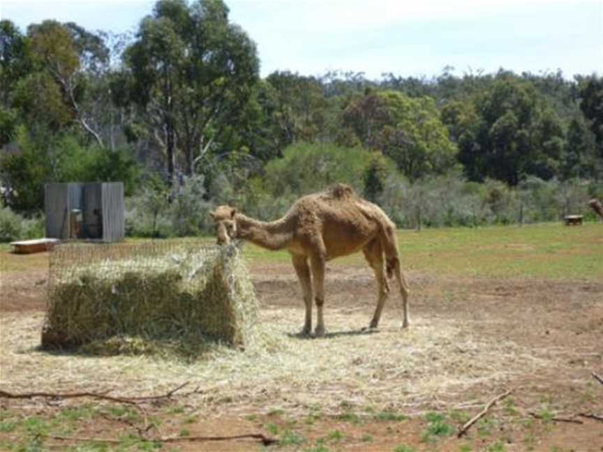 Calamunnda Camel Farm, Tourist attractions in Paulls Valley