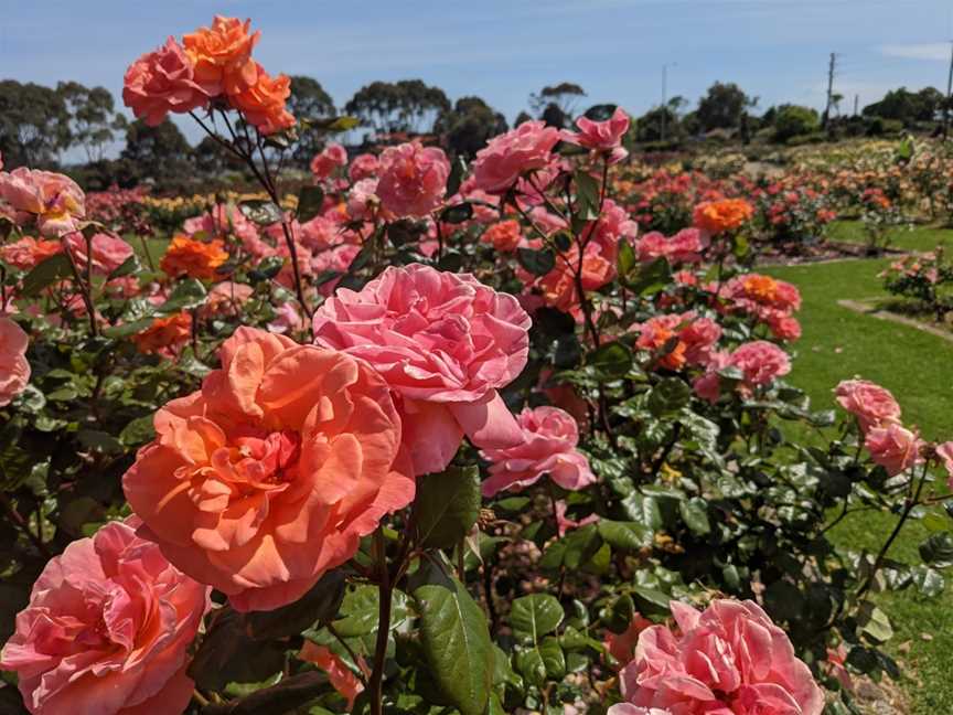 Mornington Botanical Rose Gardens, Mornington, VIC