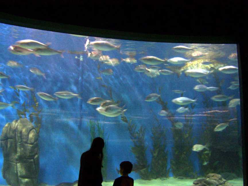 SEA LIFE Melbourne Aquarium, Melbourne, VIC