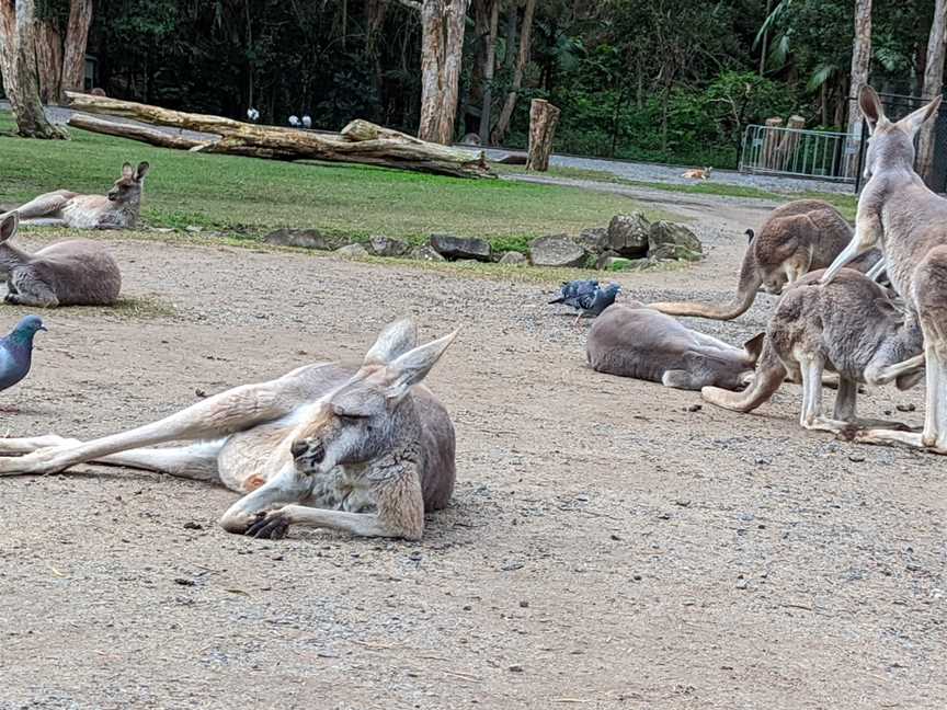 Currumbin Wildlife Sanctuary, Currumbin, QLD