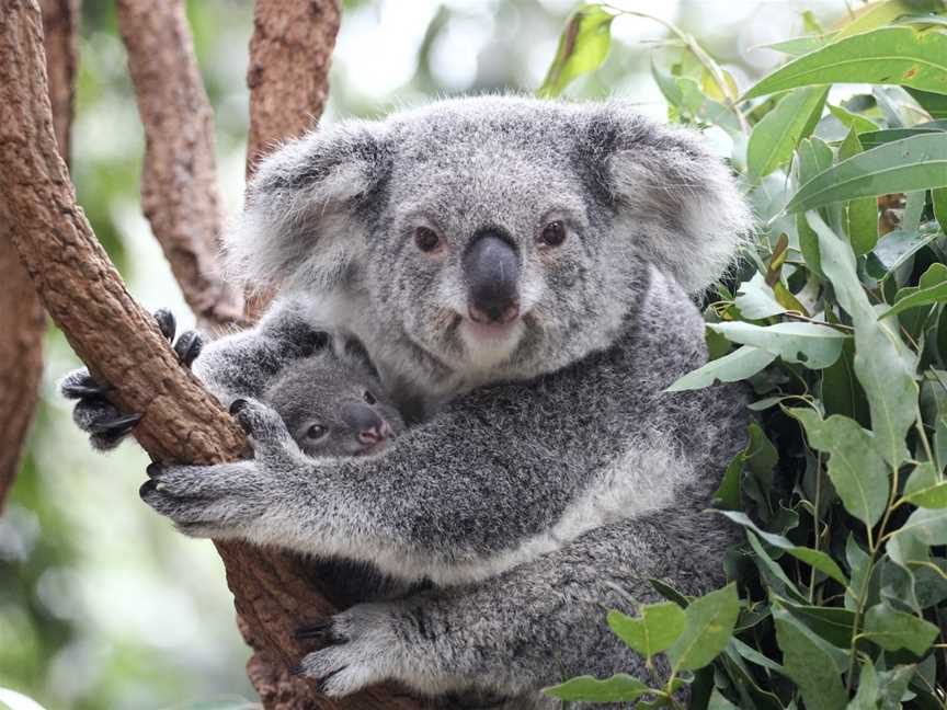 Lone Pine Koala Sanctuary, Fig Tree Pocket, QLD