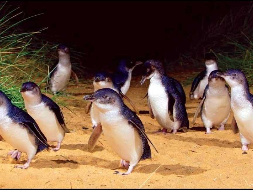 Penguin Parade, Summerlands, VIC