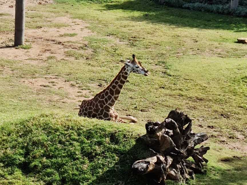 Sydney Zoo, Bungarribee, NSW