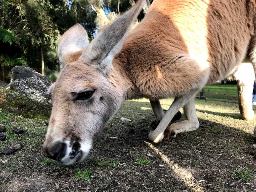 Caversham Wildlife Park, Whiteman, WA