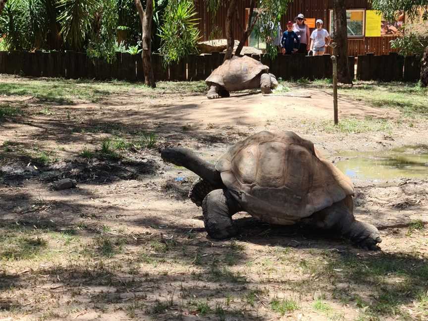 Taronga Western Plains Zoo, Dubbo, NSW