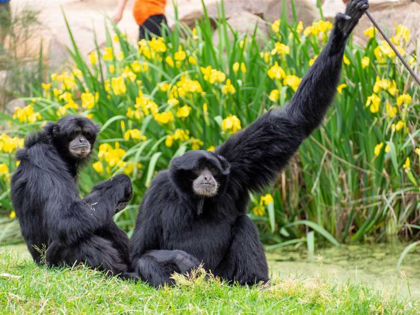 Taronga Western Plains Zoo, Tourist attractions in Dubbo